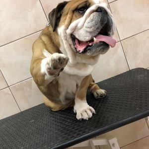 Bulldog a kozmetikaasztalon